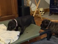 Pink, a female Cane Corso for sale in Shapleigh, ME – Photo 8 of 10