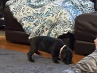 Pink, a female Cane Corso for sale in Shapleigh, ME – Photo 7 of 10