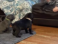 Pink, a female Cane Corso for sale in Shapleigh, ME – Photo 3 of 10