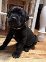 Pink, a female Cane Corso for sale in Shapleigh, ME – Photo 9 of 10