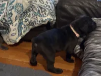 Pink, a female Cane Corso for sale in Shapleigh, ME – Photo 4 of 10