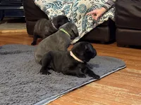 Pink, a female Cane Corso for sale in Shapleigh, ME – Photo 1 of 10