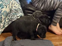 Pink, a female Cane Corso for sale in Shapleigh, ME – Photo 2 of 10