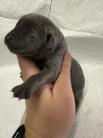 Dark pink, a female Cane Corso for sale in Shapleigh, ME – 2 of 9