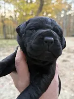 Light pink collar, a female Cane Corso for sale in Shapleigh, ME – 5 of 6