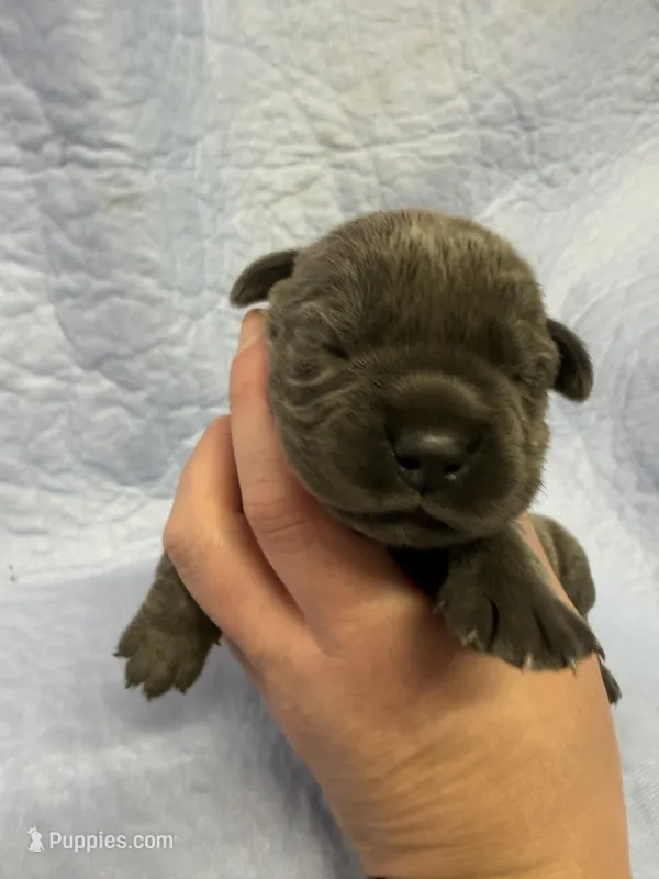 Purple – Cane Corso puppy for sale in Shapleigh, ME