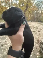 Orange collar, a female Cane Corso for sale in Shapleigh, ME – 4 of 8