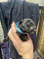 Light blue, a male Cane Corso for sale in Shapleigh, ME – 2 of 6