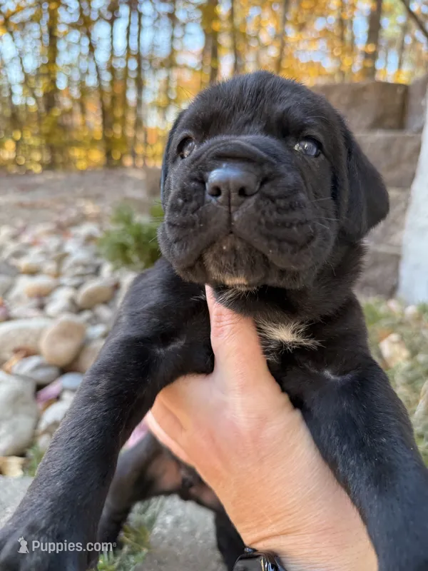 Black collar – Cane Corso puppy for sale in Shapleigh, ME