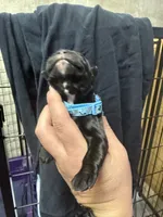 Light blue, a male Cane Corso for sale in Shapleigh, ME – 3 of 6