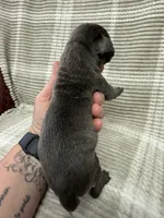 Red , a male Cane Corso for sale in Shapleigh, ME – 2 of 6