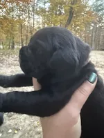 Purple, a female Cane Corso for sale in Shapleigh, ME – 5 of 9