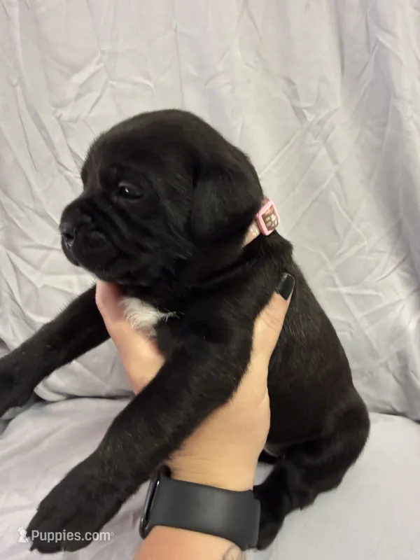 Pink – Cane Corso puppy for sale in Shapleigh, ME
