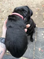 Dark pink, a female Cane Corso for sale in Shapleigh, ME – 6 of 8