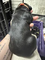 Orange collar, a female Cane Corso for sale in Shapleigh, ME – 3 of 8