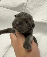 Blue, a male Cane Corso for sale in Shapleigh, ME – 3 of 8