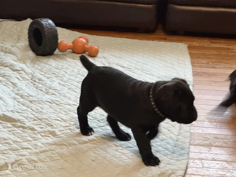 Male pup, a  Cane Corso for sale in Shapleigh, ME – 1 of 1