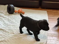 Male pup, a  Cane Corso for sale in Shapleigh, ME – 1 of 1