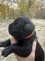 Orange collar, a female Cane Corso for sale in Shapleigh, ME – 7 of 8