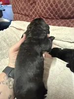 Male2, a female Cane Corso for sale in Shapleigh, ME – 2 of 4