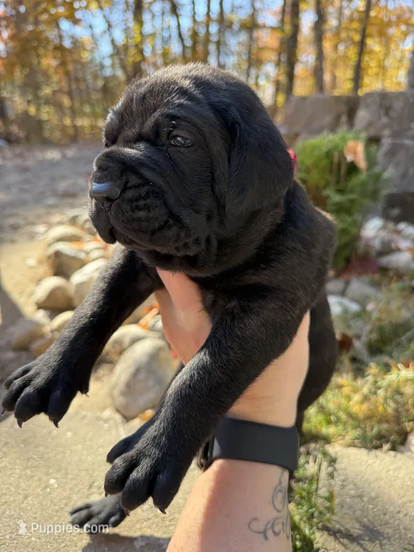 Red collar – Cane Corso puppy for sale in Shapleigh, ME