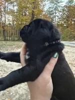 Black collar, a female Cane Corso for sale in Shapleigh, ME – 8 of 8