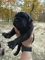 Green collar, a male Cane Corso for sale in Shapleigh, ME – 1 of 7