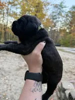 Blue collar, a female Cane Corso for sale in Shapleigh, ME – 6 of 6