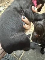 Dark pink, a female Cane Corso for sale in Shapleigh, ME – 2 of 8
