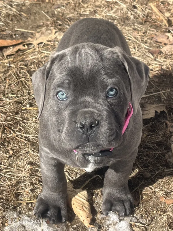 Female pup – Cane Corso puppy for sale in Shapleigh, ME