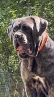 Dark pink, a female Cane Corso for sale in Shapleigh, ME – 4 of 9