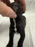 Green, a male Cane Corso for sale in Shapleigh, ME – 2 of 4