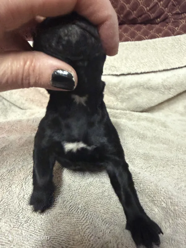 Female 1 – Cane Corso puppy for sale in Shapleigh, ME