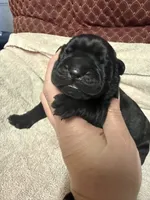 Male2, a female Cane Corso for sale in Shapleigh, ME – 3 of 4