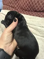 Female 4, a female Cane Corso for sale in Shapleigh, ME – 4 of 4