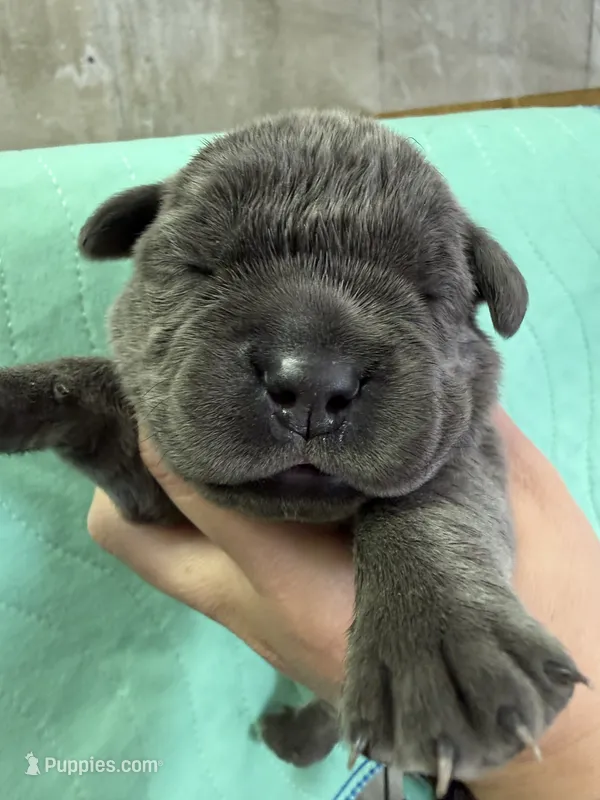 Purple – Cane Corso puppy for sale in Shapleigh, ME