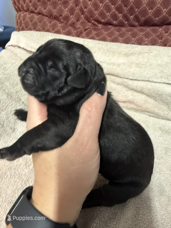 Female 3 – Cane Corso puppy for sale in Shapleigh, ME
