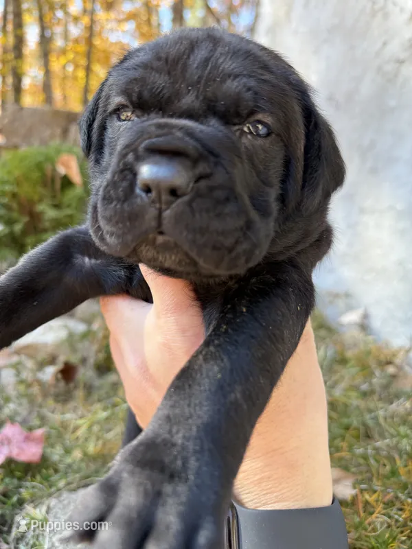 Orange collar – Cane Corso puppy for sale in Shapleigh, ME
