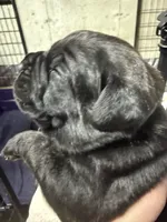 Green collar, a male Cane Corso for sale in Shapleigh, ME – 7 of 7