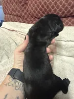 Male3, a female Cane Corso for sale in Shapleigh, ME – 3 of 4
