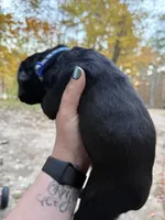 Blue collar, a female Cane Corso for sale in Shapleigh, ME – 5 of 6