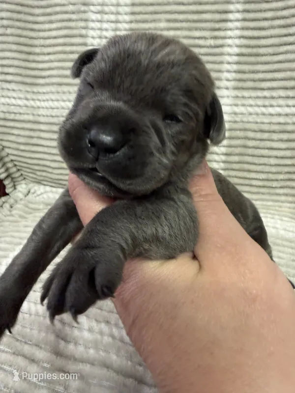 Red  – Cane Corso puppy for sale in Shapleigh, ME