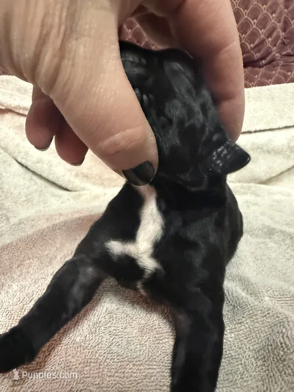 Female 4 – Cane Corso puppy for sale in Shapleigh, ME