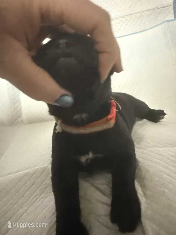 Orange collar, a female Cane Corso for sale in Shapleigh, ME – 1 of 8