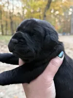 Light pink collar, a female Cane Corso for sale in Shapleigh, ME – 2 of 6