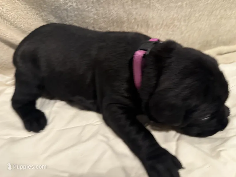 Female 1 – Cane Corso puppy for sale in Shapleigh, ME
