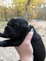 Light pink collar, a female Cane Corso for sale in Shapleigh, ME – 6 of 6