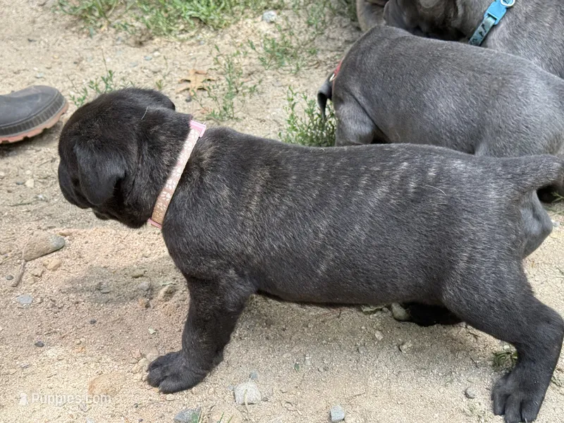 Pink – Cane Corso puppy for sale in Shapleigh, ME