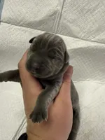 Purple, a female Cane Corso for sale in Shapleigh, ME – 3 of 4