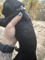 Purple, a female Cane Corso for sale in Shapleigh, ME – 4 of 9